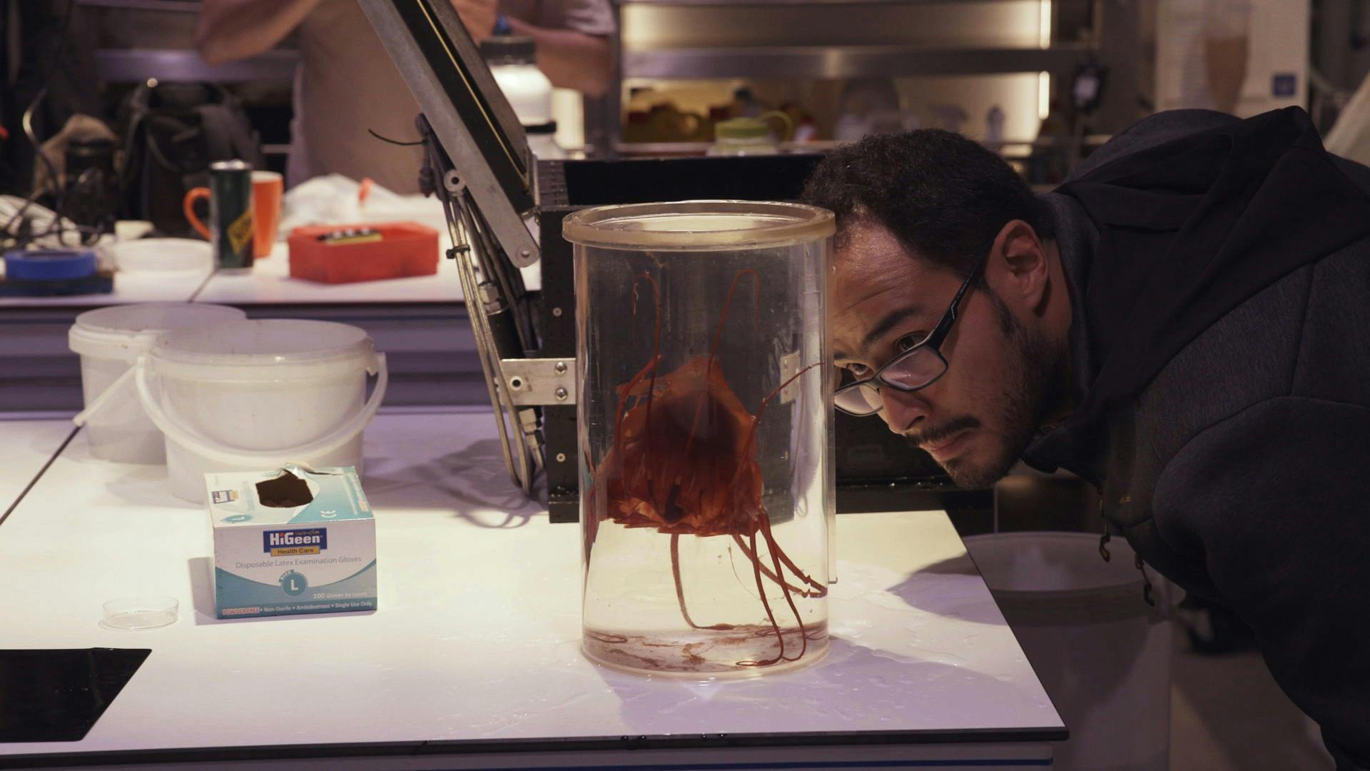 A scientists gazing at a jellyfish in a holding tank